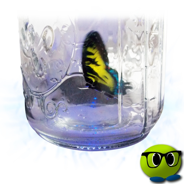 Spécial Bocal à Papillon Magique - Mrbulle 5 Spécial Bocal à Papillon Magique - Mrbulle – Image 3