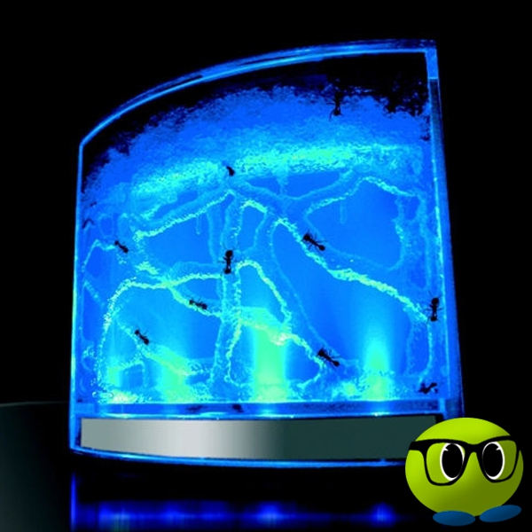 Labyrinthe Décoratif Pour Fourmis - Mrbulle 3 Labyrinthe Décoratif Pour Fourmis - Mrbulle